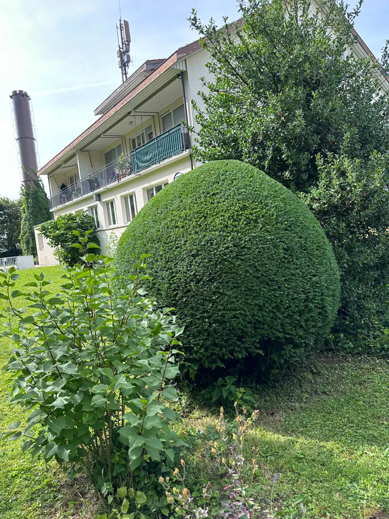 Kugelförmig geschnittenes Gehölz vor einem Wohnhaus