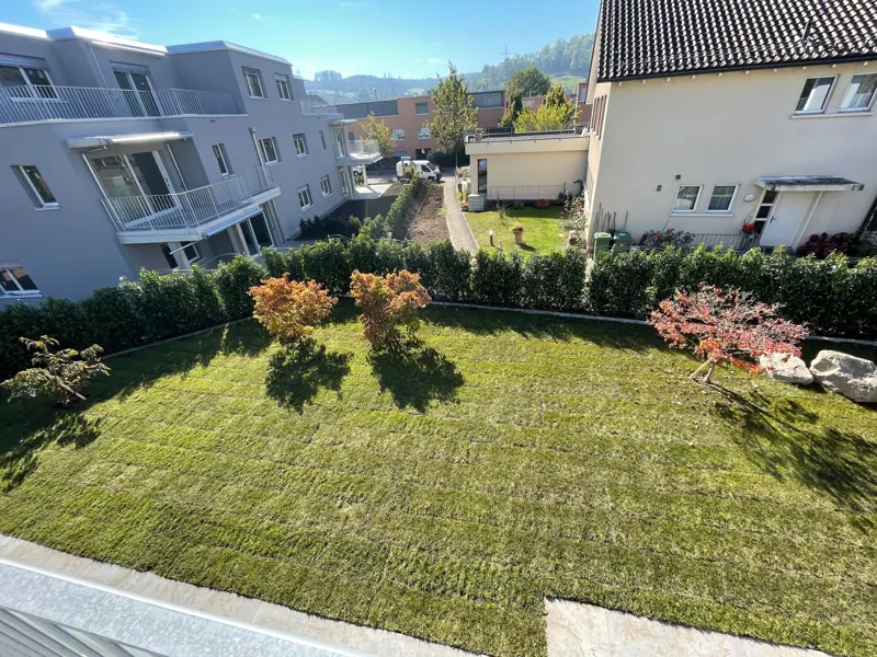 Neu verlegter Rollrasen mit Hecke und farbigen Gehölzen, von oben
