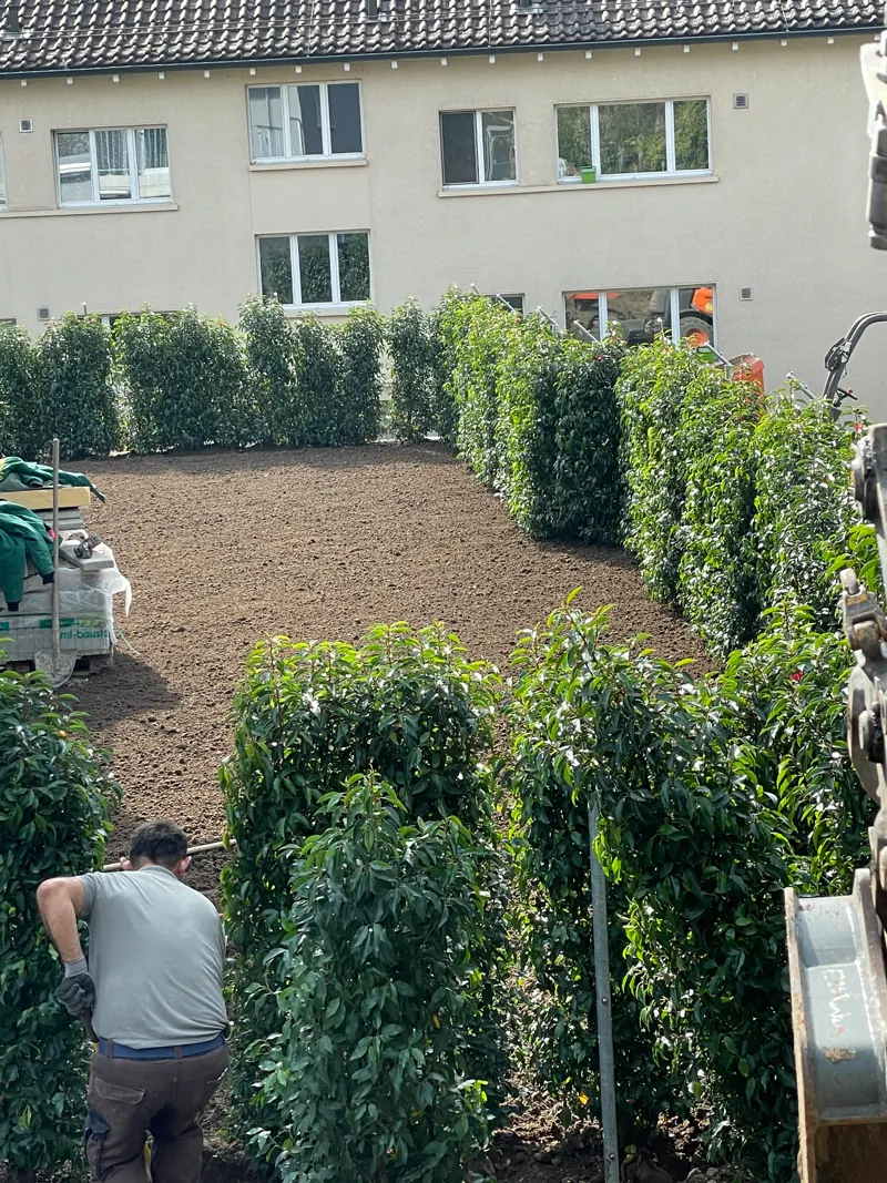 Ein Mitarbeiter pflanzt die Hecke, die Fläche ist noch offen