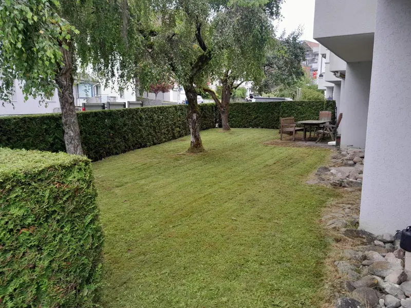 Gemähter Rasen unter Birken, geschnittene Hecke